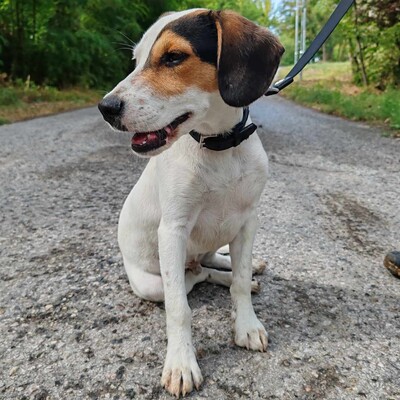 🐶Kony hat eine unglaublich süße, liebevolle, fürsorgliche und freundliche Persönlichkeit 🐶, Beagle- Mischling Welpen - Rüde