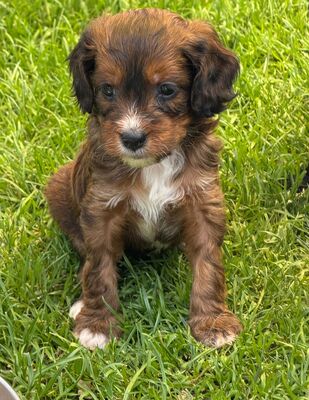 Kooikerdoodle, Kooikerhoundje und Zwergpudel Welpen - Hündin