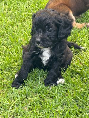 Kooikerdoodle, Kooikerhoundje und Zwergpudel Welpen - Hündin