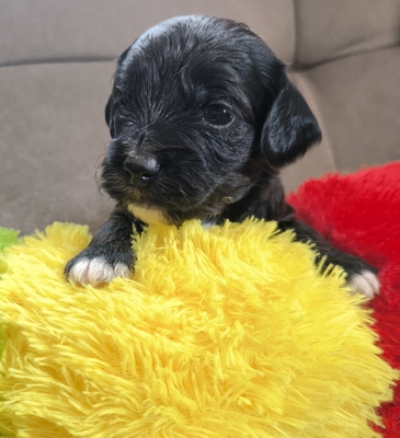 Kooikerdoodle, Kooikerhoundje und Zwergpudel Welpen - Hündin