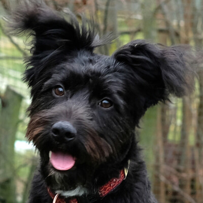 Kormi, Puli-Mix - Hündin