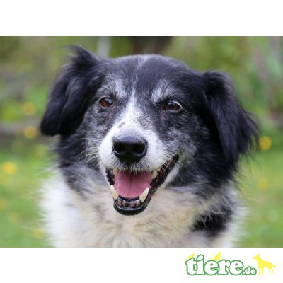 Kormo, Collie-Mix - Rüde