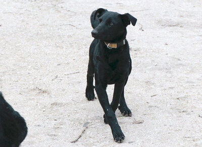 Kormos - Freundliches Hundemädchen, ca. 1 Jahr/52cm/16kg, Mischling - Hündin