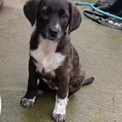 Kosma - ruhig & sehr souverän ☺️, Mischling Welpen - Hündin