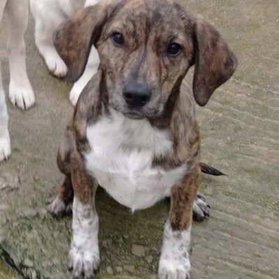 Kosma - ruhig & sehr souverän ☺️, Mischling Welpen - Hündin