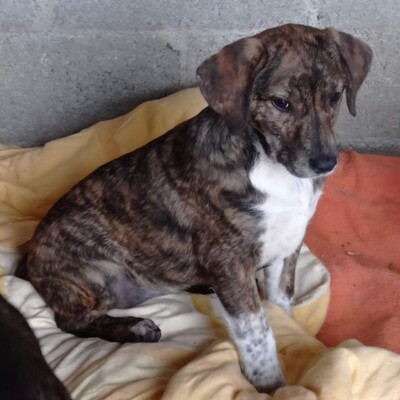 Kosma - ruhig & sehr souverän ☺️, Mischling Welpen - Hündin