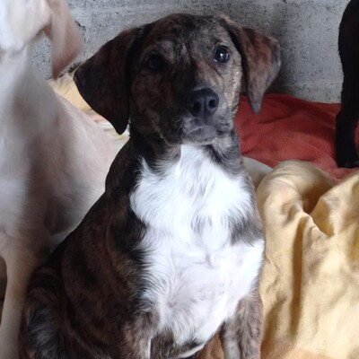 Kosma - ruhig & sehr souverän ☺️/ Reserviert, Mischling Welpen - Hündin