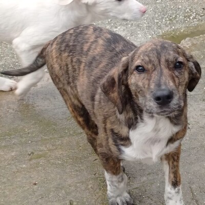 Kosma - ruhig & sehr souverän ☺️/ Reserviert, Mischling Welpen - Hündin