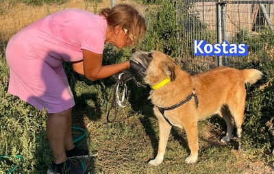 Kostas, Mischling - Rüde