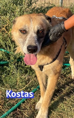 Kostas, Mischling - Rüde