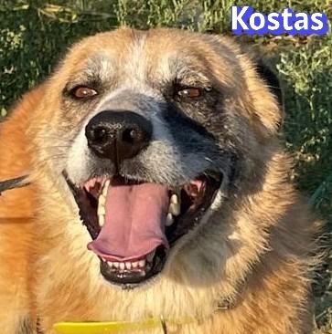 Kostas, Mischling - Rüde
