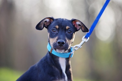 Kova, Mischlingsrüde Welpen - Rüde