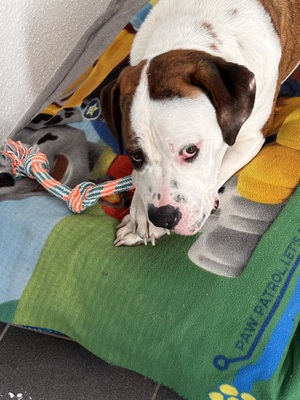 Kovu, Old englisch Bulldog bernadiner - Rüde