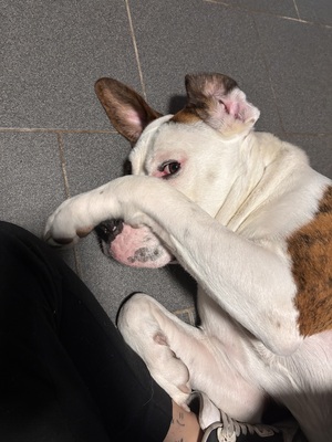 Kovu, Old englisch Bulldog bernadiner - Rüde