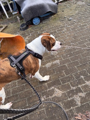 Kovu, Old englisch Bulldog bernadiner - Rüde