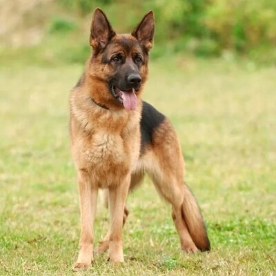 Kratos junger Deutscher Schäferhund wartet im Tierheim auf seine Menschen