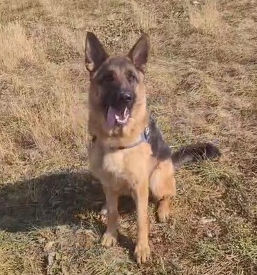 Kratos junger Deutscher Schäferhund wartet im Tierheim auf seine Menschen, Deutscher Schäferhund - Rüde