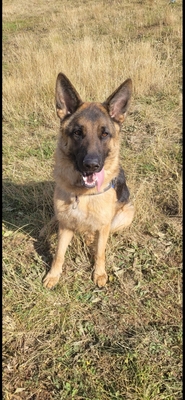 Kratos junger Deutscher Schäferhund wartet im Tierheim auf seine Menschen, Deutscher Schäferhund - Rüde