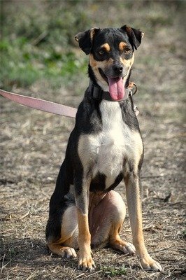 Kris - ein Herz auf leisen Pfoten