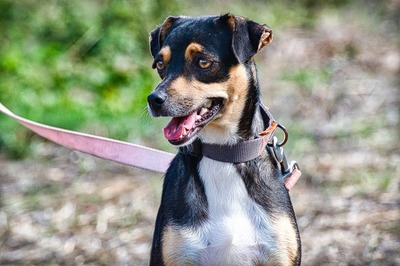 Kris - ein Herz auf leisen Pfoten, Mischling - Hündin