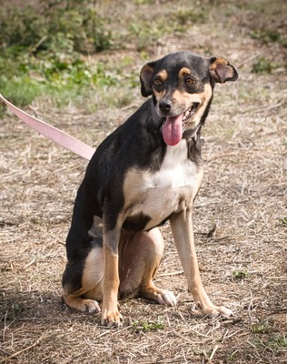 Kris - ein Herz auf leisen Pfoten, Mischling - Hündin