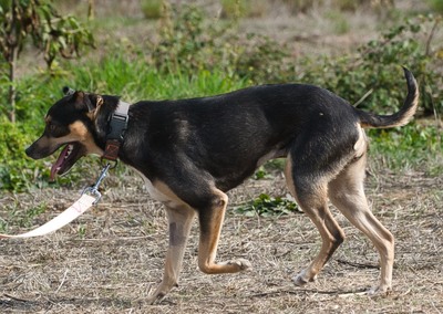 Kris - ein Herz auf leisen Pfoten, Mischling - Hündin