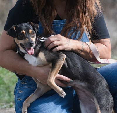 Kris - ein Herz auf leisen Pfoten, Mischling - Hündin