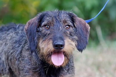 Kubu, Dackelmix - Rüde