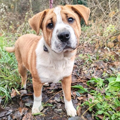 😉Kuglof Sharpei Mixwelpe ist ein richtiger Schmuser und genießt die Zeit mit Menschen.💥