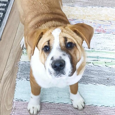 😉Kuglof Sharpei Mixwelpe ist ein richtiger Schmuser und genießt die Zeit mit Menschen.💥, Sharpei Mischling Welpen - Rüde