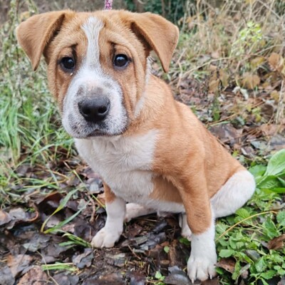 😉Kuglof Sharpei Mixwelpe ist ein richtiger Schmuser und genießt die Zeit mit Menschen.💥, Sharpei Mischling Welpen - Rüde