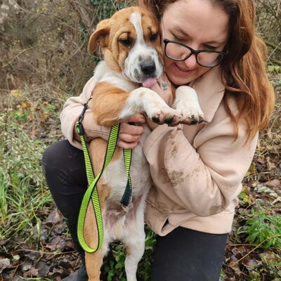 😉Kuglof Sharpei Mixwelpe ist ein richtiger Schmuser und genießt die Zeit mit Menschen.💥, Sharpei Mischling Welpen - Rüde