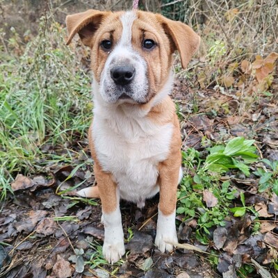 😉Kuglof Sharpei Mixwelpe ist ein richtiger Schmuser und genießt die Zeit mit Menschen.💥, Sharpei Mischling Welpen - Rüde