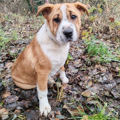 😉Kuglof Sharpei Mixwelpe ist ein richtiger Schmuser und genießt die Zeit mit Menschen.💥, Sharpei Mischling Welpen - Rüde