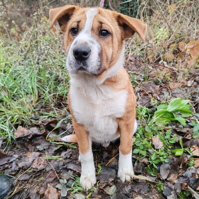 😉Kuglof Sharpei Mixwelpe ist ein richtiger Schmuser und genießt die Zeit mit Menschen.💥, Sharpei Mischling Welpen - Rüde