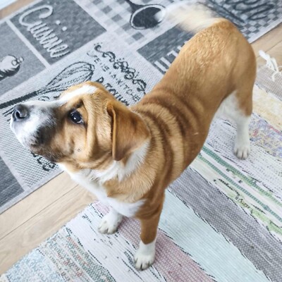 😉Kuglof Sharpei Mixwelpe ist ein richtiger Schmuser und genießt die Zeit mit Menschen.💥, Sharpei Mischlingswelpe Welpen - Rüde