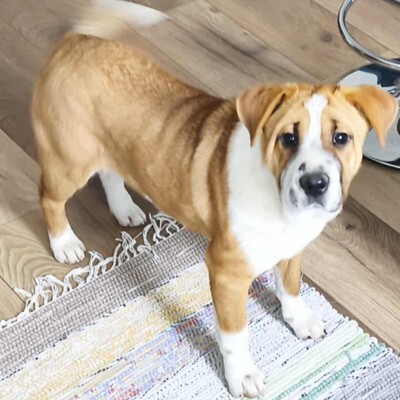 😉Kuglof Sharpei Mixwelpe ist ein richtiger Schmuser und genießt die Zeit mit Menschen.💥, Sharpei Mischlingswelpe Welpen - Rüde