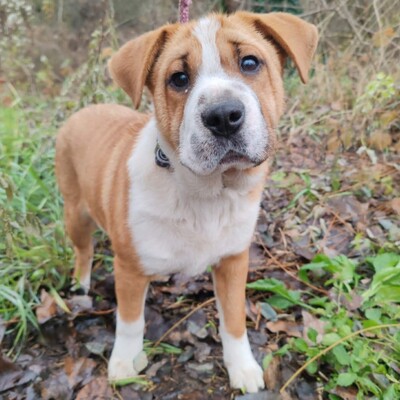 😉Kuglof Sharpei Mixwelpe ist ein richtiger Schmuser und genießt die Zeit mit Menschen.💥, Sharpei Mischlingswelpe Welpen - Rüde