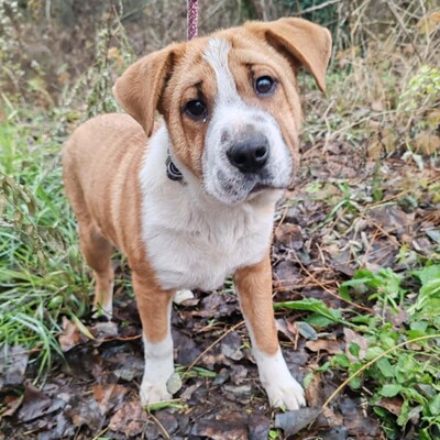 😉Kuglof Sharpei Mixwelpe ist ein richtiger Schmuser und genießt die Zeit mit Menschen.💥, Sharpei Mischlingswelpe Welpen - Rüde