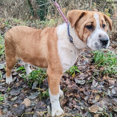 😉Kuglof Sharpei Mixwelpe ist ein richtiger Schmuser und genießt die Zeit mit Menschen.💥, Sharpei Mischlingswelpe Welpen - Rüde