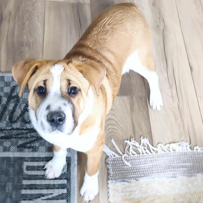 😉Kuglof Sharpei Mixwelpe ist ein richtiger Schmuser und genießt die Zeit mit Menschen.💥, Sharpei Mixwelpe Welpen - Rüde