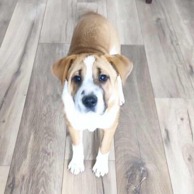 😉Kuglof Sharpei Mixwelpe ist ein richtiger Schmuser und genießt die Zeit mit Menschen.💥, Sharpei Mixwelpe Welpen - Rüde