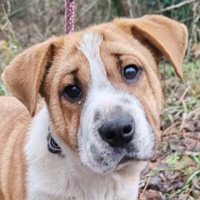 😉Kuglof Sharpei Mixwelpe ist ein richtiger Schmuser und genießt die Zeit mit Menschen.💥, Sharpei Mixwelpe Welpen - Rüde