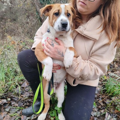 😉Kuglof Sharpei Mixwelpe ist ein richtiger Schmuser und genießt die Zeit mit Menschen.💥, Sharpei Mixwelpe Welpen - Rüde