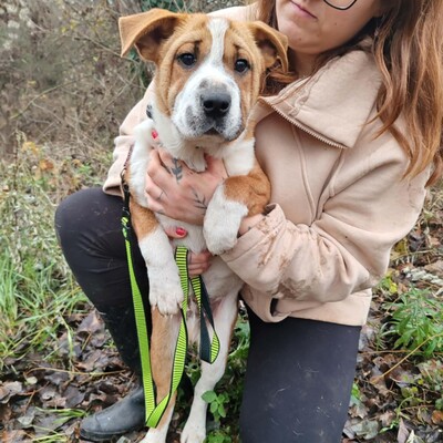 😉Kuglof Sharpei Mixwelpe ist ein richtiger Schmuser und genießt die Zeit mit Menschen.💥, Sharpei Mixwelpe Welpen - Rüde