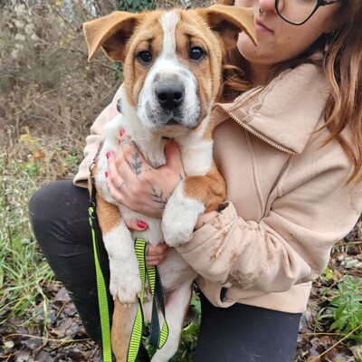 😉Kuglof Sharpei Mixwelpe ist ein richtiger Schmuser und genießt die Zeit mit Menschen.💥, Sharpei Mixwelpe Welpen - Rüde