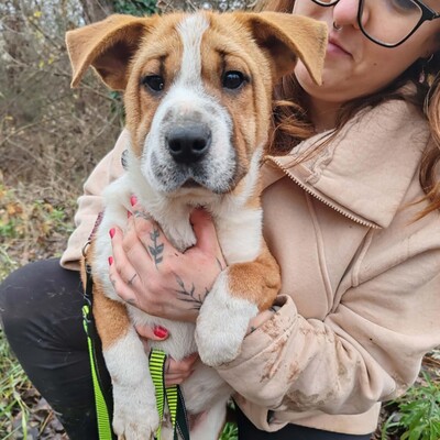 😉Kuglof Sharpei Mixwelpe ist ein richtiger Schmuser und genießt die Zeit mit Menschen.💥, Sharpei Mixwelpe Welpen - Rüde