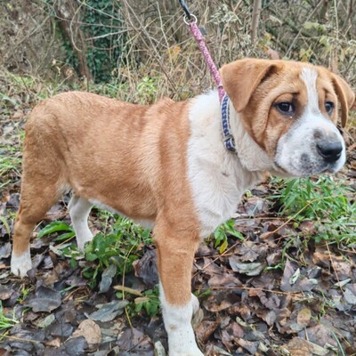 😉Kuglof Sharpei Mixwelpe ist ein richtiger Schmuser und genießt die Zeit mit Menschen.💥, Sharpei Mixwelpe Welpen - Rüde