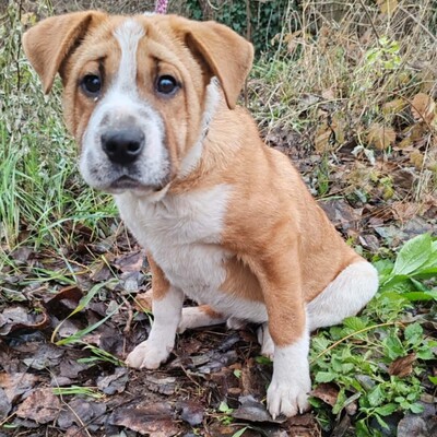 😉Kuglof Sharpei Mixwelpe ist ein richtiger Schmuser und genießt die Zeit mit Menschen.💥, Sharpei Mixwelpe Welpen - Rüde