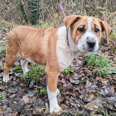 😉Kuglof Sharpei Mixwelpe ist ein richtiger Schmuser und genießt die Zeit mit Menschen.💥, Sharpei Mixwelpe Welpen - Rüde